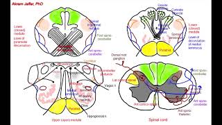 Medulla oblongata simplified sections of internal structure [upl. by Harold]