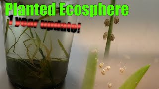 A Planted Ecosphere  1 YEAR Update  What happened [upl. by Eniamat]