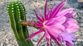 Trichocereus THELEFLORA T thelegonus x Echinopsis eyriesii vgrandiflora [upl. by Hakym]