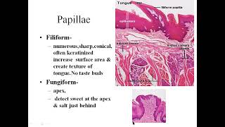 histology tongue papillae [upl. by Sall]