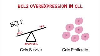 CLL Whiteboard 3 Mechanisms of Action of AntiApoptotic BCL2 Inhibitors [upl. by Annodam]