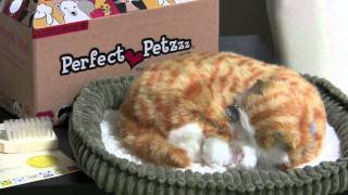 Perfect Petzzz  Orange Tabby  Pet of the Week [upl. by Peria]