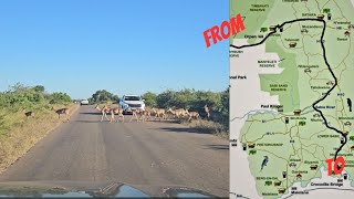 We drove  Kruger from Orpen gate to Crocodile bridge gate  EPIC sightings [upl. by Ayatnwahs]