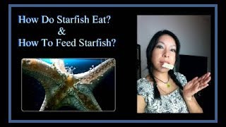 How Starfish Eat How To Feed [upl. by Janette]