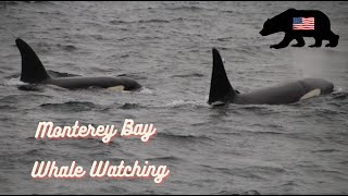 MONTEREY BAY WHALE WATCHING  ORCAS HUMPACKS amp MORE [upl. by Nhguaved]