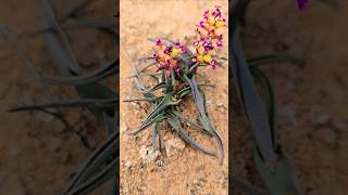 The amazing succulents in Namaqua national park [upl. by Noslrac]