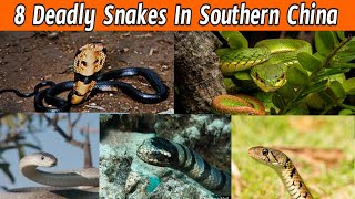 8 Deadly Snakes In Southern China [upl. by Joleen]