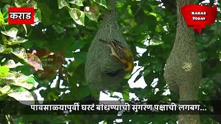 कराडघरटं बांधण्यासाठी सुगरण पक्षाची लगबग सुरू weaverbirds buildnest rainseason karadtodaynews [upl. by Oni]