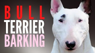 Bull Terrier Barking And Howling Original Version Barking Dog Gets Trained To Be Quiet [upl. by Aivull513]