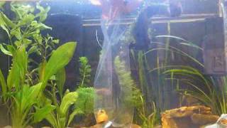 AE  How to Introduce snails into a tropical aquarium [upl. by Leifeste265]