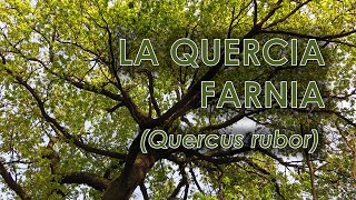 Quercia farnia Quercus robur [upl. by Laurance]