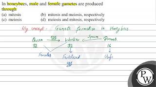 In honeybees male and female gametes are produced through a mito [upl. by Nosac]