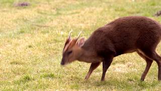 Woodland Wildlife of Britain Muntjac Deer Reevess Muntjac Muntiacus reevesi [upl. by Tteltrab447]