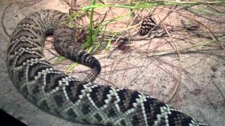 Large Venomous Eastern Diamondback Rattlesnake at the Atlanta Zoo [upl. by Lightman]