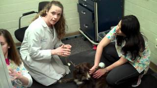 Canine Hearing Test at UCs FETCHLAB [upl. by Kired412]