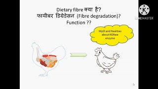 What is Dietary Fibre  Application of fibre degrading enzymes NSPase enzyme  its Role in Poultry [upl. by Lutero]