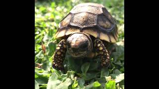 Life stages of the western Hermann’s tortoise hermannstortoise testudohermanni testudohermannihermanni turtle tortoise turtletok gardenstatetortoise otistheturtle babyturtle turtleshorts cutenessoverloaded animalmom babytortoise  Tortoise Life [upl. by Osman]