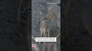 Adorable Baby Antelope Spends Most of Her Time Nursing shorts [upl. by Geoffrey481]