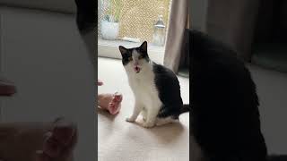 Hilarious Cat SHOCKED After Smelling Feet [upl. by Billat]