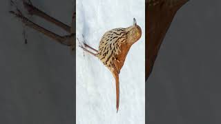 Brown Thrasher Toxostoma rufum  Observed in Description [upl. by Eldwon]