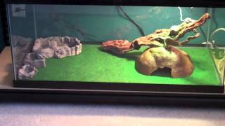 How To Setup A Bearded Dragon Tank [upl. by Moll229]