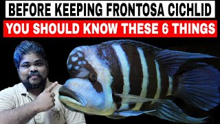 Before Keeping Frontosa Cichlid You Should Know These 6 Care Guides Tips [upl. by Cristobal383]