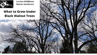 What to Grow Under Black Walnut Trees [upl. by Alurd]