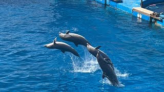 Dolphin show 2024 Valencia [upl. by Romalda475]