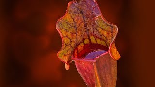 SARRACENIA CARE CONDITIONS  PITCHER PLANT [upl. by Bartholemy]