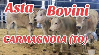 ASTA BOVINI CARMAGNOLA TO piemonte [upl. by Atteyek841]