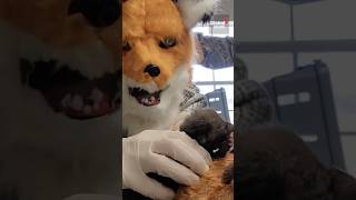 Wildlife rescue staff dress in fox costume to care for orphaned kit 🦊 Fox [upl. by Laura]