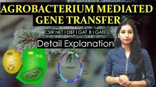 Agrobacterium tumefaciens mediated gene transfer I RDT I DBT I GAT B I CSIRNET I GATE I BARC I [upl. by James]