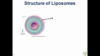 Liposomes A Novel Drug Delivery System [upl. by Nnyluqcaj]