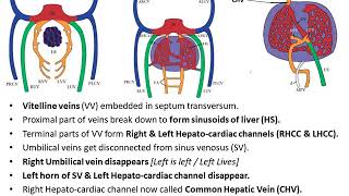 Embryological Development of Veins [upl. by Arndt]