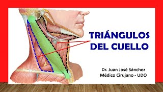 🥇 TRIÁNGULOS DEL CUELLO Fácil Rápido y Sencillo [upl. by Collin]