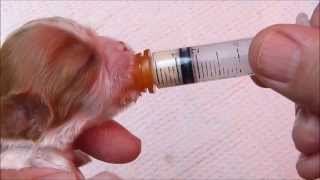 Using a Syringe to Feed a Newborn Puppy [upl. by Ariaes158]