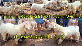 pure ಬಂಡೂರು ಟಗರುಗಳು ಮಾರಾಟಕಿದಾವೆ  bandur sheep bandurkuri bandursheep sheepfarming [upl. by Alya]