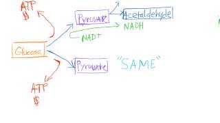 Alcoholic Fermentation Made Easy [upl. by Pardo]