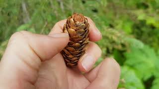 Engelmann spruce Picea engelmannii [upl. by Gorman]