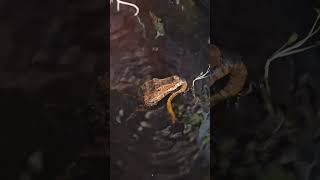 Cuviers Dwarf Caiman Eating A Snake share trending viral subscribe shorts food reptile wow [upl. by Marilla]