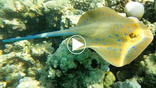 Découverte de la raie pastenague à points bleus taeniura lymma en snorkeling une rencontre magique [upl. by Eirojam]