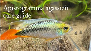 Apistogramma agassizii care guide [upl. by Faustena210]