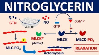 Nitroglycerin  Mechanism side effects precautions amp uses [upl. by Gussie]