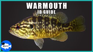 Warmouth Lepomis gulosus Identification  How to Identify the Warmouth [upl. by Towroy206]