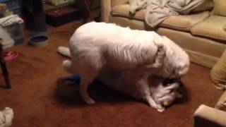 Beau  Great Pyrenees vs Ava  Maremma [upl. by Herra992]