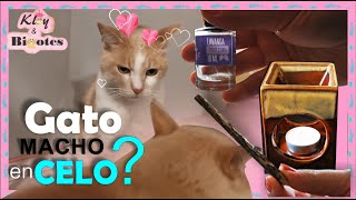 ¿Cómo saber si mi gata está en celo 💖 [upl. by Britte]