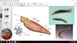 flatworms and roundworms [upl. by Alemat86]