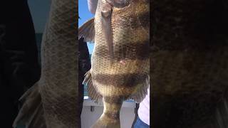 Sheepshead galore bluecreekoutdoors fishing fish gulfcoast outdoors mississippi ocean [upl. by Genni]