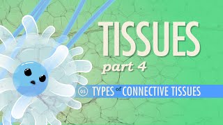 Tissues Part 4  Types of Connective Tissues Crash Course Anatomy amp Physiology 5 [upl. by Inoj]