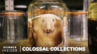 Why 11 Million Embalmed Specimens Are Stored In The Field Museums Basement  Colossal Collections [upl. by Whitten]